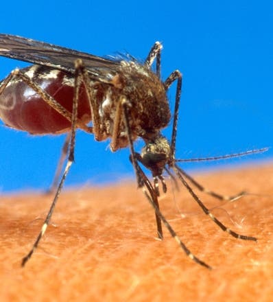 Ensayo arroja luz en lucha contra  dengue