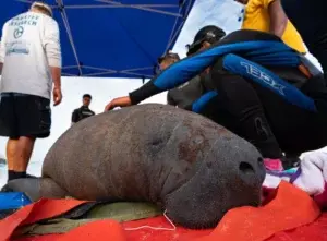 Manatíes volverán  a su  hábitat natural