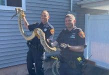 Capturan en Nueva York enorme serpiente Pitón en casa de unos hispanos