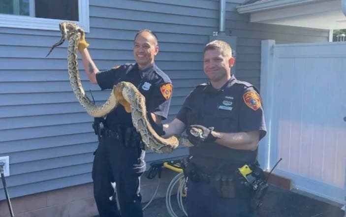 Capturan en Nueva York enorme serpiente Pitón en casa de unos hispanos