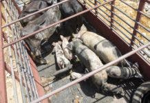 Procuraduría Medio Ambiente retira vacas y cerdos criados sin control en Arroyo Hondo