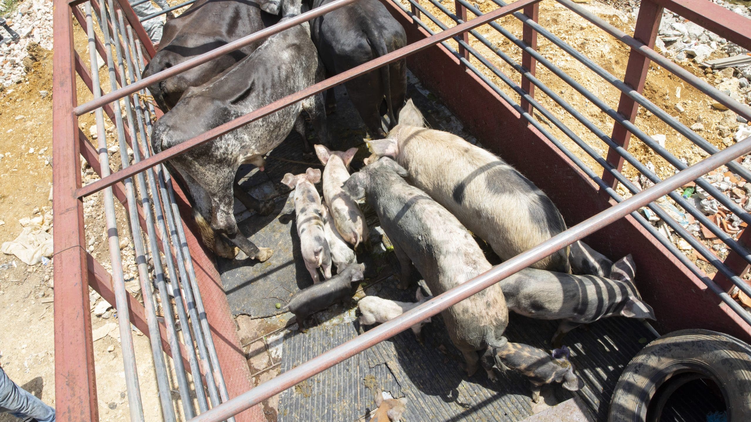 Agricultura confirma peste porcina en 11 provincias