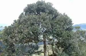 El Ébano Verde es un atractivo del Parque Nacional  Valle Nuevo