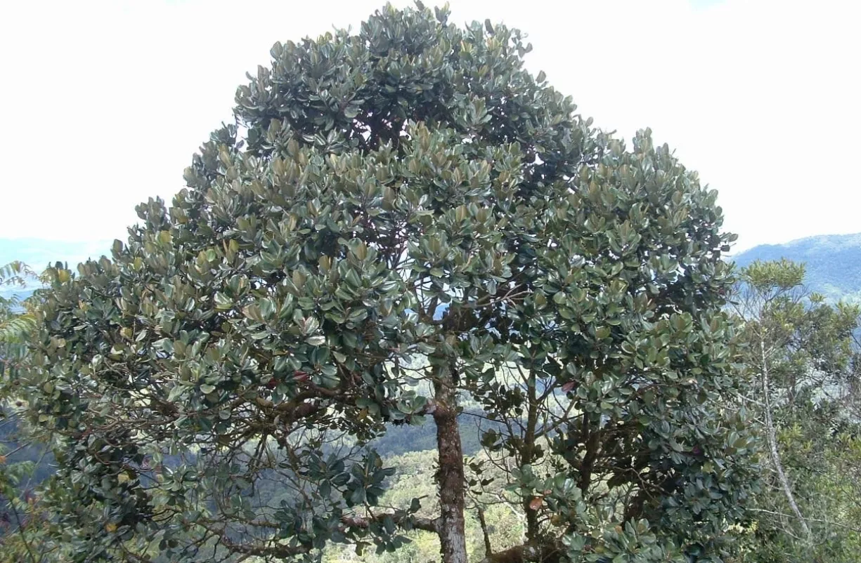 El Ébano Verde es un atractivo del Parque Nacional  Valle Nuevo