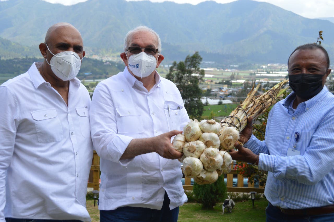 Durán resalta éxito de cosecha de ajo en Valle de Constanza financiada por Banco Agrícola
