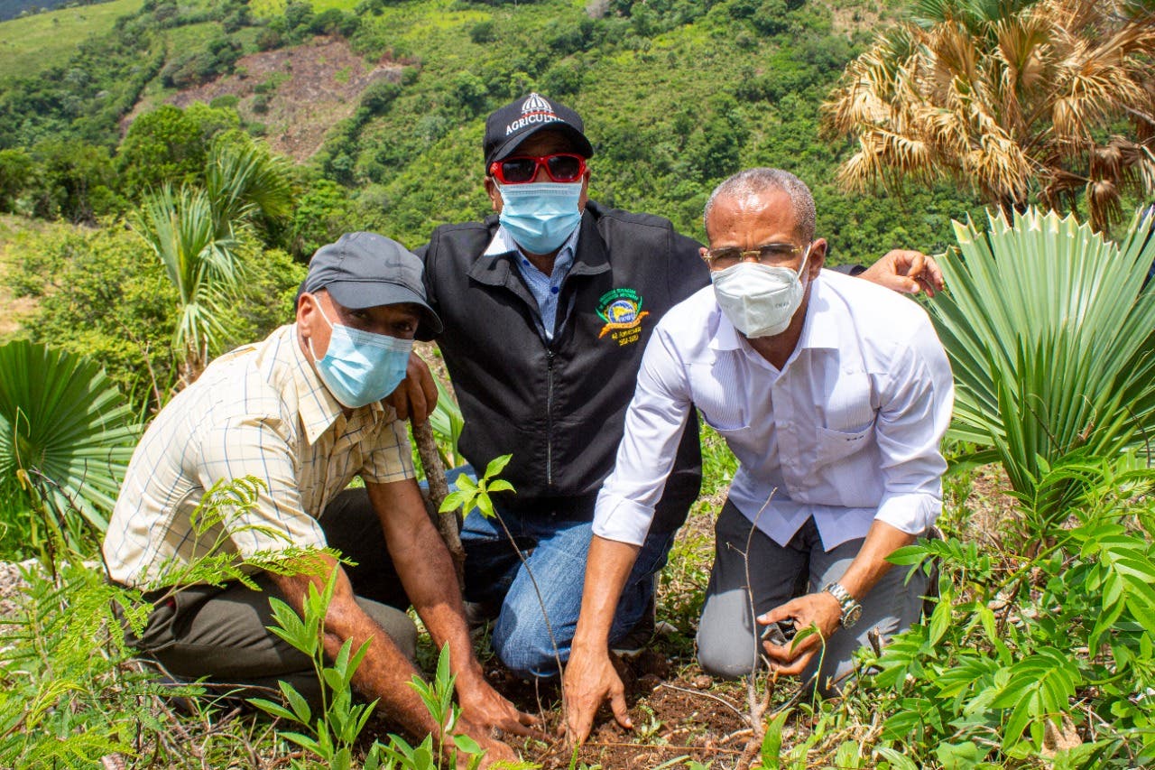 Utepda realiza siembra de caoba, cabirma, café y aguacate en 8 provincias