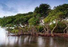 ‘Zancos’  de manglares  atraen a turistas y juegan relevante rol