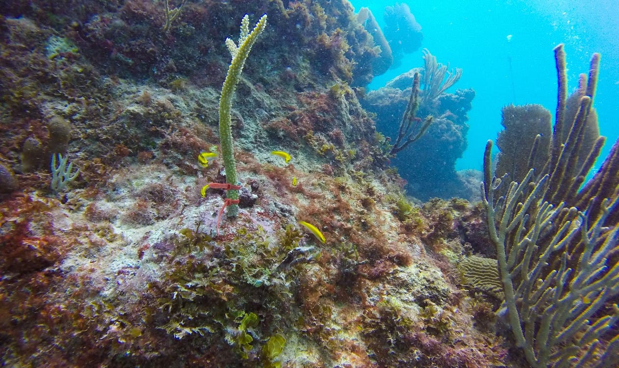 Enfermedad amenaza al 50 % de las  especies de corales