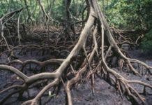 RD lucha por conservar los manglares para combatir el cambio climático