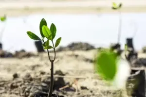 Medio Ambiente insta a la población a cuidar los manglares