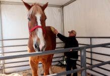 El caballo más alto del mundo, Big Jake, muere a los 20 años