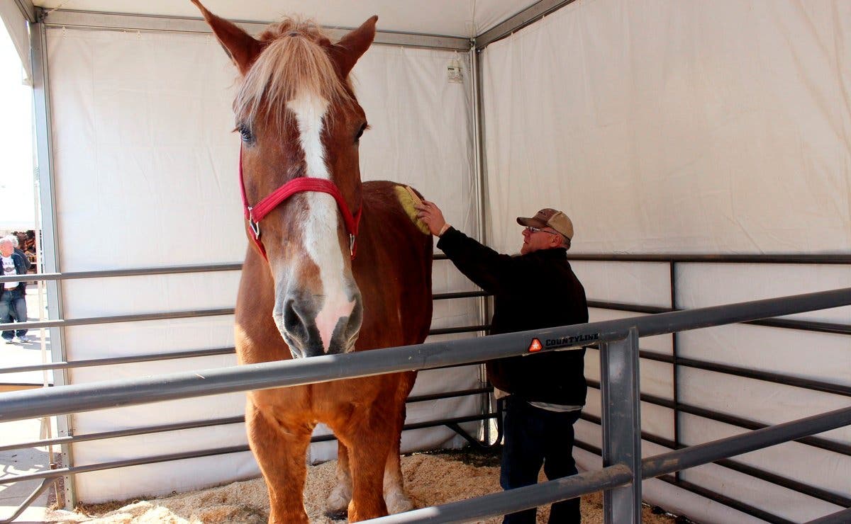 El caballo más alto del mundo, Big Jake, muere a los 20 años