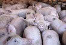 Puerto Rico busca blindarse tras brote de peste porcina en República Dominicana