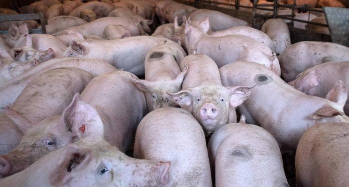 Agricultura y el Banco Agrícola pagan RD$39.7 millones a porcicultores