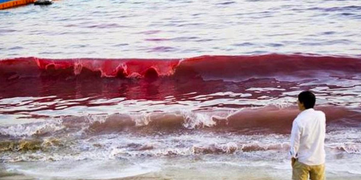 Tóxica marea roja causa nueva mortandad de peces en la Florida
