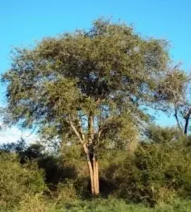 Guaconejo,  atractivo de  amantes fotografía naturaleza