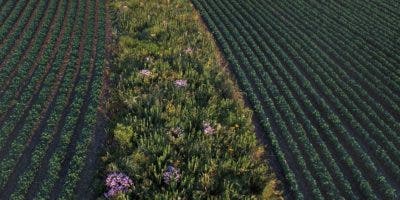 Barreras vivas y muertas  evitan  la erosión y la pérdida de los suelos