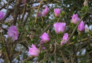 ¡A propagar la Pereskia quisqueyana, la flor nacional!