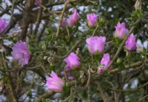 ¡A propagar la Pereskia quisqueyana, la flor nacional!