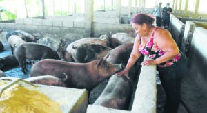 Técnico español de la FAO llegará el próximo lunes a RD para colaborar en erradicación de peste porcina