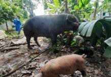 México y EE.UU acuerdan estrategia conjunta contra peste porcina en el Caribe