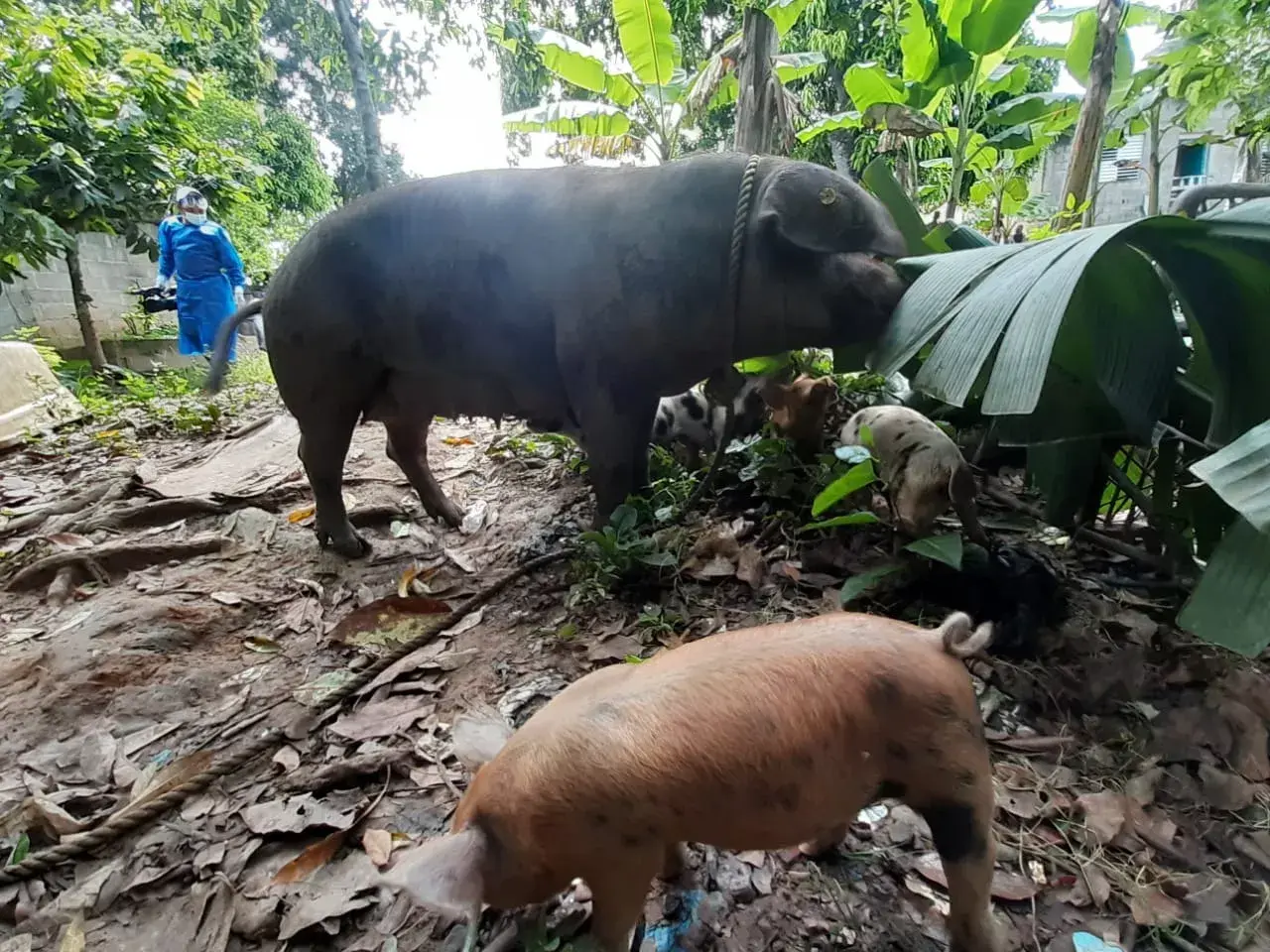 México y EE.UU acuerdan estrategia conjunta contra peste porcina en el Caribe