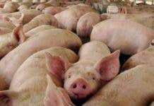 Organismo regional destina millonario fondo para erradicar peste porcina africana
