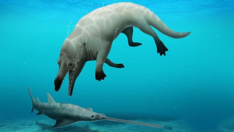 La nueva especie de ballena de cuatro patas que descubrieron en Egipto