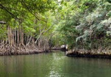 Proteger Parques Nacionales fundamental para frenar Cambio Climático