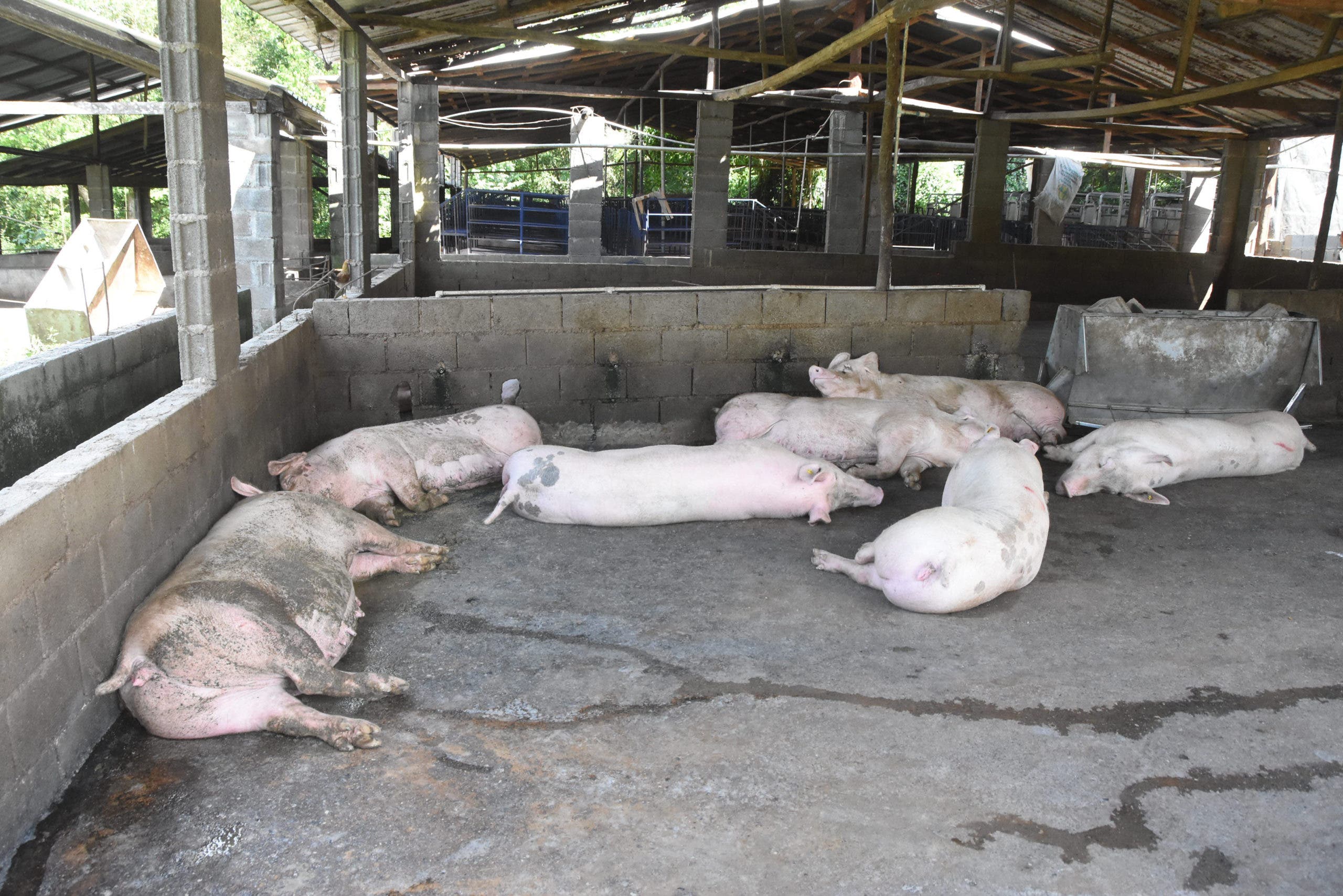 Fiebre porcina deja en quiebra a productores