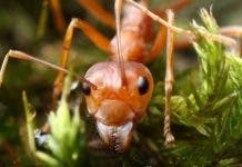 Cómo son las «hormigas esclavistas» que capturan a otras hormigas para que sean sus obreras