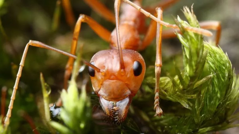 hormigas