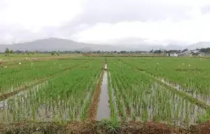 Tormenta tropical Fred no causó daños al sector agrícola, dice Agricultura