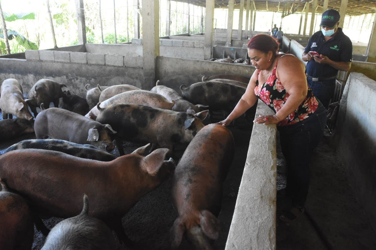 Cerdos empiezan a ser sacrificados en Sánchez Ramírez por peste porcina