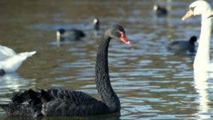 Por qué a los eventos inesperados se los llama «cisnes negros»