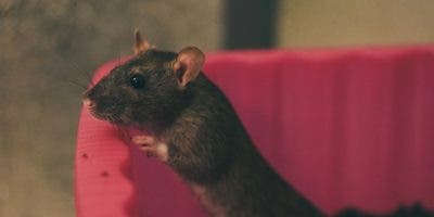 Una rata que «toca» la armónica consigue 5 millones de reproducciones en TikTok