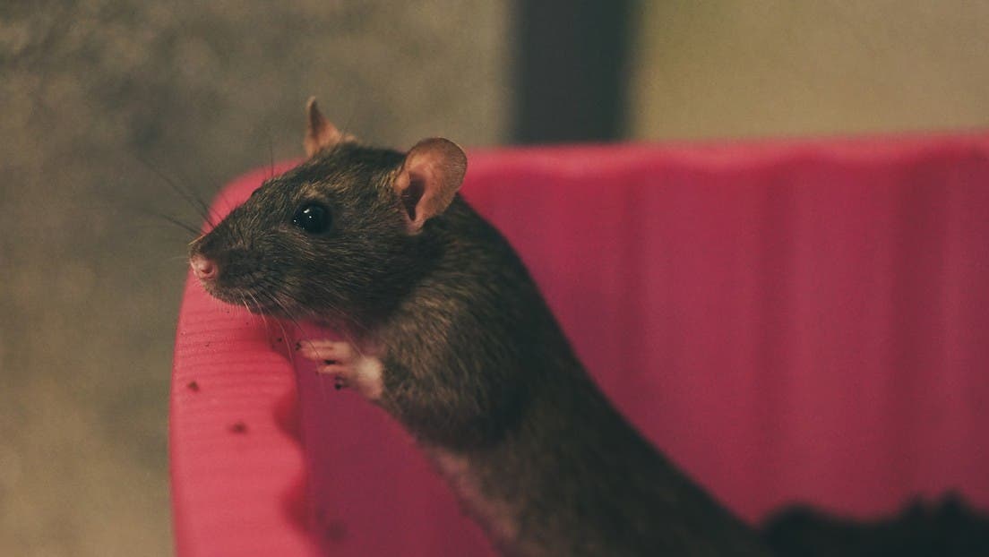 Una rata que «toca» la armónica consigue 5 millones de reproducciones en TikTok