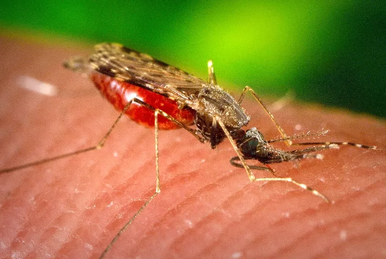 Santo Domingo y San Juan, con más casos  de la malaria