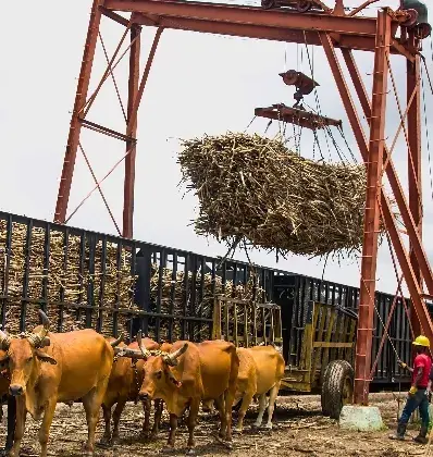 El Central Romana paga  2 mil millones  a colonos