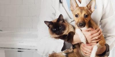 Anuncian jornada de castración y esterilización de perros y gatos en Puerto Plata