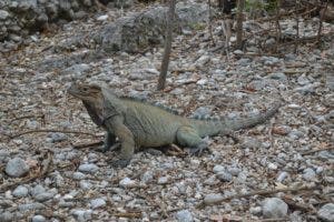 Plan de Acción para la Biodiversidad de CEMEX Dominicana recibe reconocimiento internacional