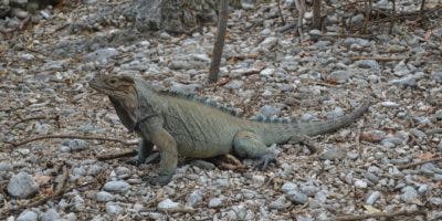 Plan de Acción para la Biodiversidad de CEMEX Dominicana recibe reconocimiento internacional