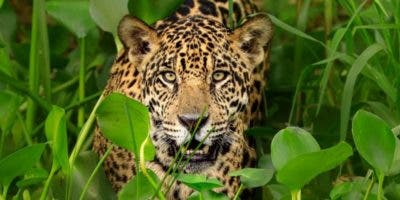 Cómo los traficantes chinos amenazan la supervivencia de jaguar, el mayor felino de América