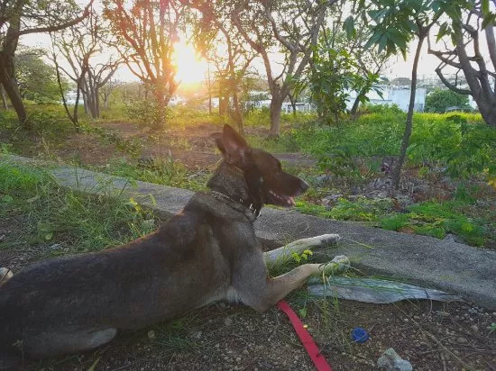 Remozarán parque Mirador Sur para mascotas