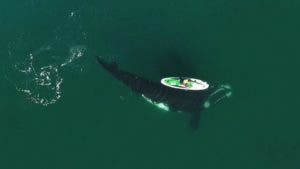 El impresionante video de una ballena «jugando» con una mujer que rema