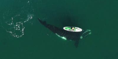 El impresionante video de una ballena «jugando» con una mujer que rema