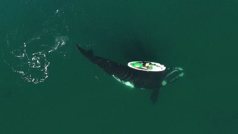 El impresionante video de una ballena «jugando» con una mujer que rema