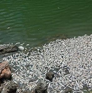 ¿Quién mató a las sardinas de Barahona?