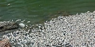 ¿Quién mató a las sardinas de Barahona?