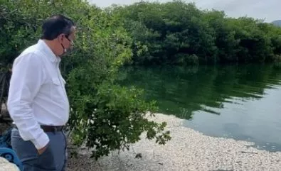 Muerte peces podría  ser efectos sargazos